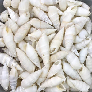 Vertagus Kiloluk Deniz Kabuğu (1 Kg)