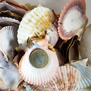 Argopecten Small Kiloluk Deniz Kabuğu (1 Kg)