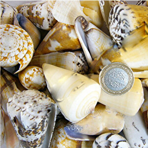 Conus Mıxed Kiloluk Deniz Kabuğu (1 Kg)