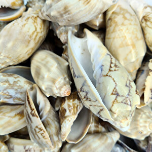 Voluta Vespertillo Kiloluk Deniz Kabuğu (1 Kg)