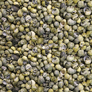 Mini Mongo Shell Kiloluk Deniz Kabuğu (1 Kg)