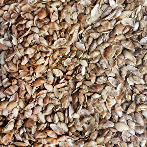 Cay-cay Mini (brown) Kiloluk Deniz Kabuğu (1 Kg)