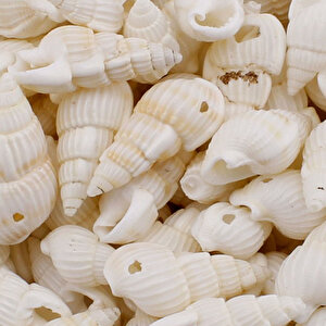 Nassa Shell Kavrulmuş Beyaz Delikli Deniz Kabuğu  (1 Kg)