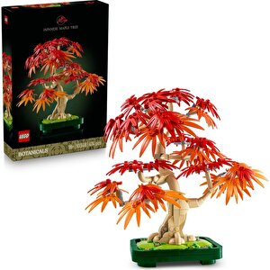 10348 Botanicals Japon Kırmızı Akçaağaç Bonsai Ağacı