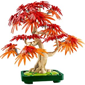10348 Botanicals Japon Kırmızı Akçaağaç Bonsai Ağacı