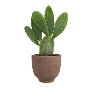 Kevin Choco Kahverengi Toprak Saksı Çap 21cm Yükseklik 19cm