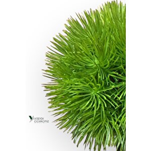 Siyah Saksıda 25 Cm Mini Top Şimşir Koyu Yeşil