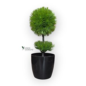 Siyah Saksıda 25 Cm Mini Top Şimşir Koyu Yeşil