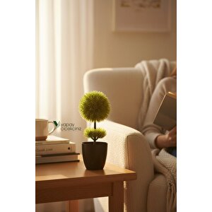 Siyah Saksıda 25 Cm Mini Top Şimşir Beyaz