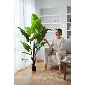 14 Büyük Yapraklı 180 Cm Yapay Fil Kulağı Ağacı Koyu Yeşil