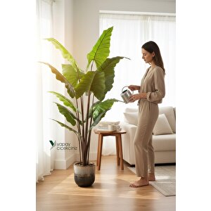 14 Büyük Yapraklı 180 Cm Yapay Fil Kulağı Ağacı Koyu Yeşil