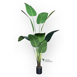 12 Dallı 195 Cm Dokulu İri Yapraklı Lüks Starliçe Ağacı