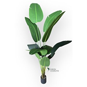 12 Dallı 195 Cm Dokulu İri Yapraklı Lüks Starliçe Ağacı