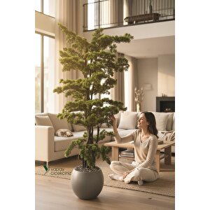 Modern Küre Saksıda 180 Cm Yoğun Yapraklı Lüks Bonzai Bonsai Ağacı