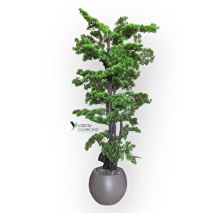 Modern Küre Saksıda 180 Cm Yoğun Yapraklı Lüks Bonzai Bonsai Ağacı