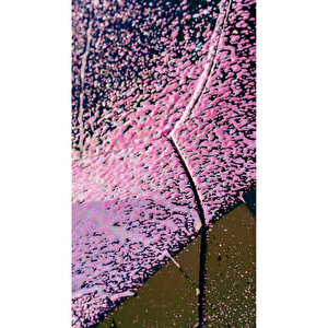 Cherry Touch Pembe Renkli Oto Yıkama Köpüğü Oto Şampuan 1 L