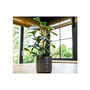 Zahra Seramik Suyeşili Saksı 14x13cm