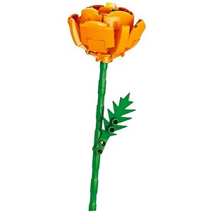 s Plant Series Florist Block Ranunculus Asiaticus 8856 4