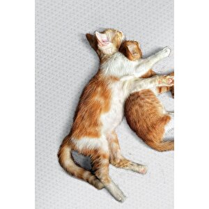 Vl Yıkanabilir Kaymaz Tabanlı Nova Kesme Rulo Halı Yolluk Beyaz Nv1002a 80x300 cm