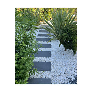 Probinder Dekoratif Amaçlı Taş, Çakıl Ve Kabuk Bağlayıcı Solüsyon 10 Kg