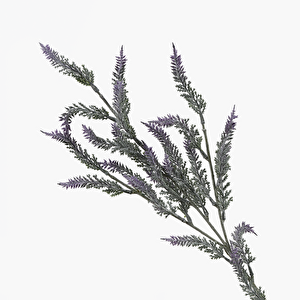 Lavanta Dal 78cm