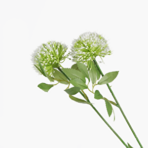Karahindiba Dal Beyaz 65cm