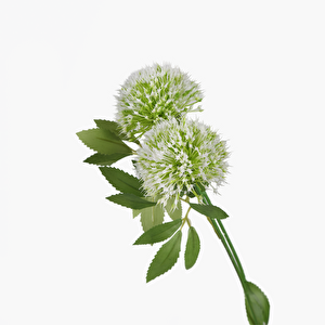 Karahindiba Dal Beyaz 65cm