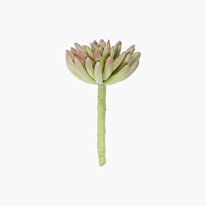 Sukulent Dal Yeşil-kırmızı 13cm