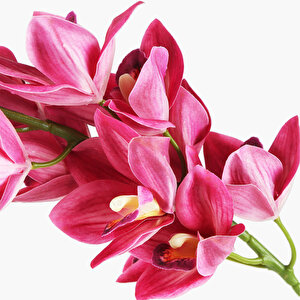 New Zeland Magnolia Dal Fuşya 88cm