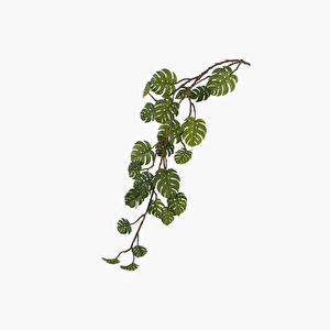 Monstera Asma Dal 110 Cm