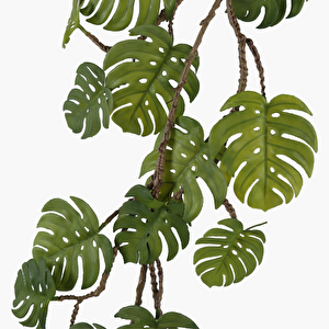 Monstera Asma Dal 110 Cm