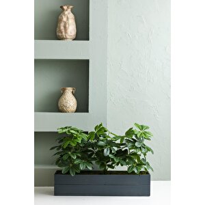 Yapay Bodur Çiçeklik Şefrole 80 Cm Antrasit Saksı