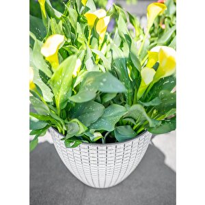 Nanda Beyaz Desenli Plastik Saksı Çap 22cm Yükseklik 17cm
