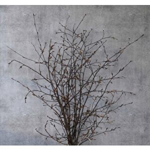 Doğal Gürgen Dekor Dalı (natural Renk) – 60/80 Cm Rustik El Bağlaması Demet