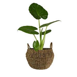 Jelle Sepet Saksı Doğal Kahverengi 28*18cm