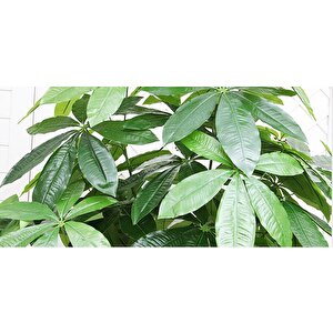 Yapay Çiçek Demet Şeflera Bitkisi 18dal 75cm Salon Çiçeği Yapay Bitki Pachira Macrocarpa