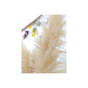 Fulfly Şoklanmiş Pamuklu Pampas, 10 Adet