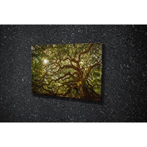 Tablo360 Melek Meşesi̇ Kanvas Tablo 100x150