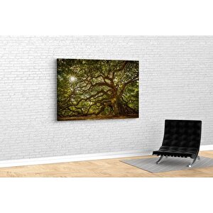 Tablo360 Melek Meşesi̇ Kanvas Tablo 100x150