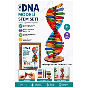 Dna Modeli 1 Paket Ahşap Dna Yapım Seti Dna Sarmalı Deney Yapım Seti Okul Materyali Fen Bilimleri