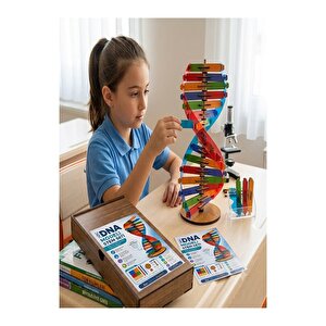 Dna Modeli 1 Paket Ahşap Dna Yapım Seti Dna Sarmalı Deney Yapım Seti Okul Materyali Fen Bilimleri