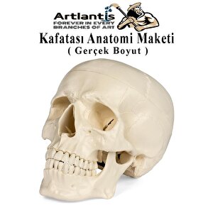 İnsan Kafatası Anatomisi Modeli 1 Adet Kafatası Maketi Gerçek Boyut Anatomik Modeli Deney Bilim Tıbbi Model Cranium