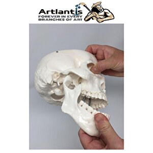 İnsan Kafatası Anatomisi Modeli 1 Adet Kafatası Maketi Gerçek Boyut Anatomik Modeli Deney Bilim Tıbbi Model Cranium