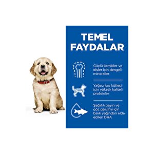 Scıence Plan Büyük Irk Tavuklu Yavru Köpek Maması 2,5 Kg