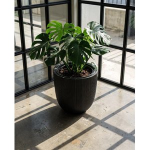 So-palm3 Palmiye Dekoratif Plastik Saksı İç Kovalı 30 Lt No: 3 Siyah