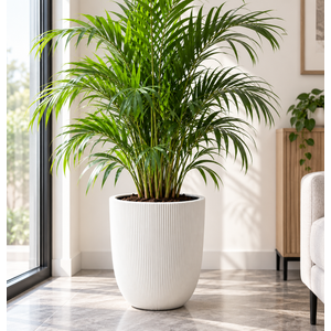 So-palm3 Palmiye Dekoratif Plastik Saksı İç Kovalı 30 Lt No: 3 Beyaz
