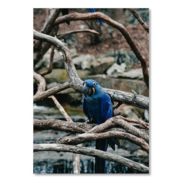 Cakatablo Ahşap Tablo Mango Kökleri Üzerinde Mavi Papağan 50x70 cm