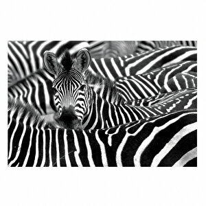Zebra Dev Boyut Kanvas Tablo HAZE-190