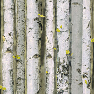 Bambu Desen Duvar Kağıdı 9270