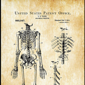 1911 Anatomical Skeleton Patent Tablo Czg8p820